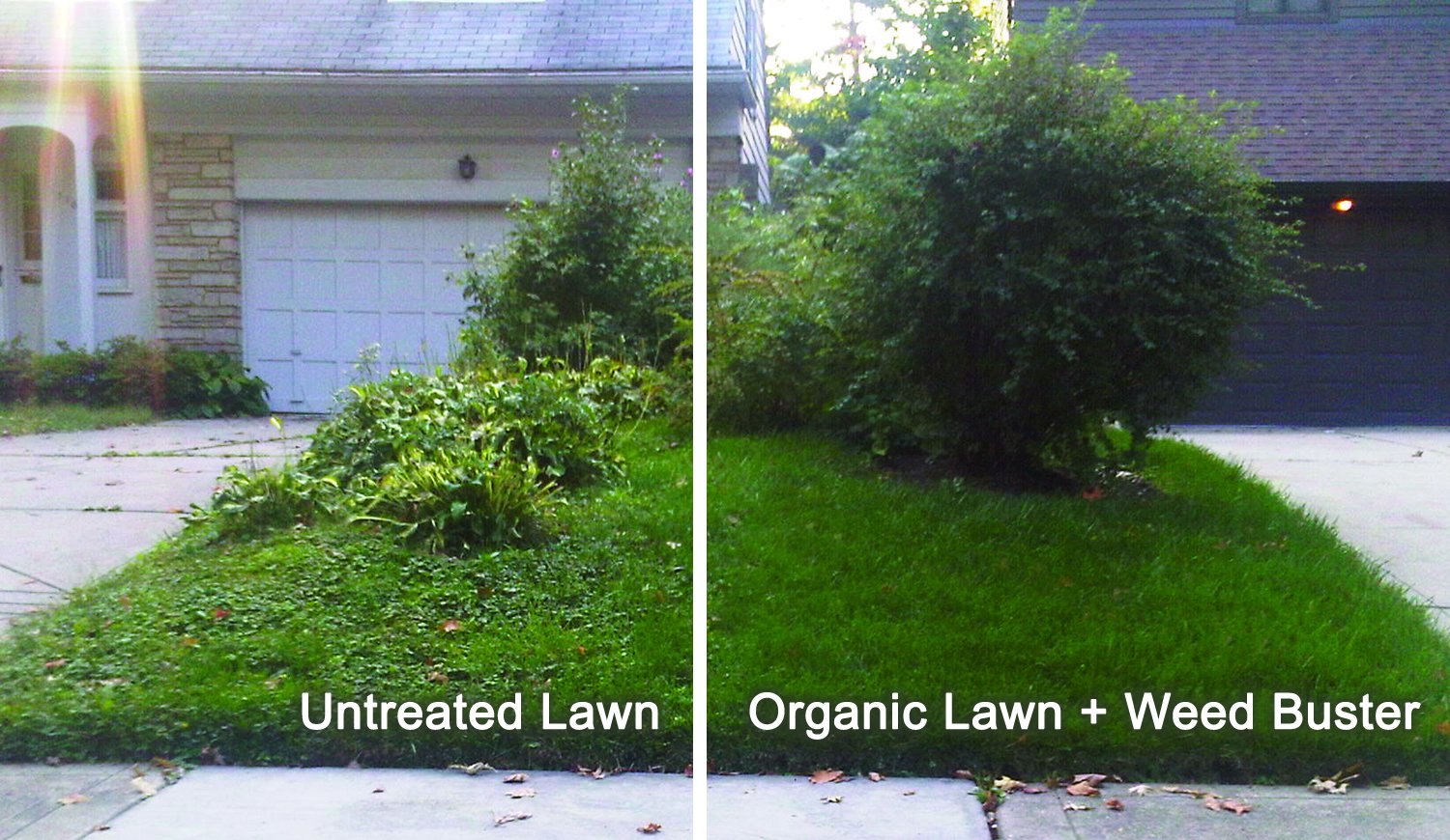 fb-lawn  2