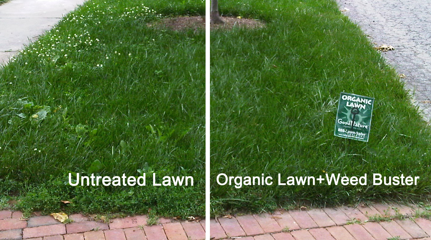 fb-lawn 1