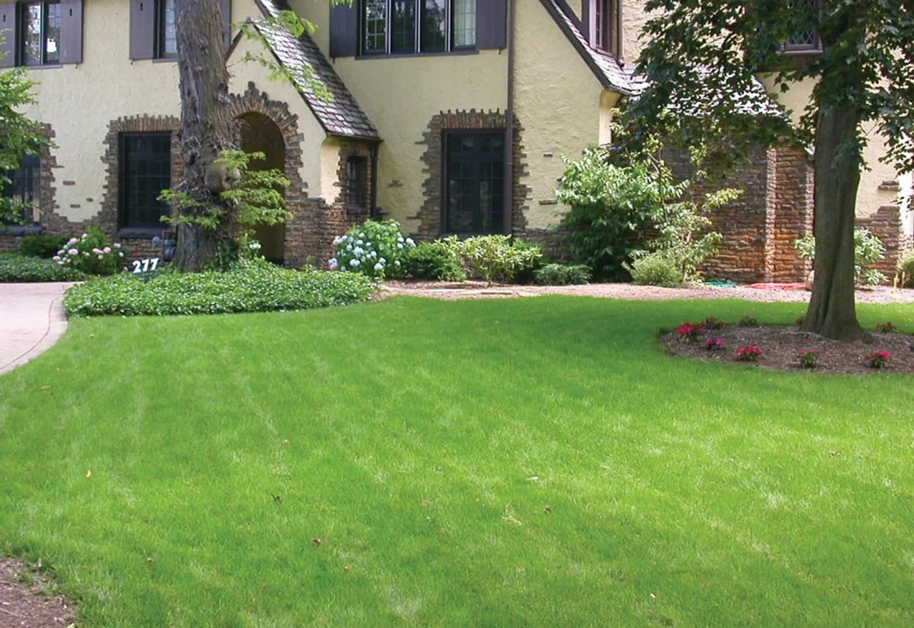beautiful lawn and landscape after organic lawn renovation service