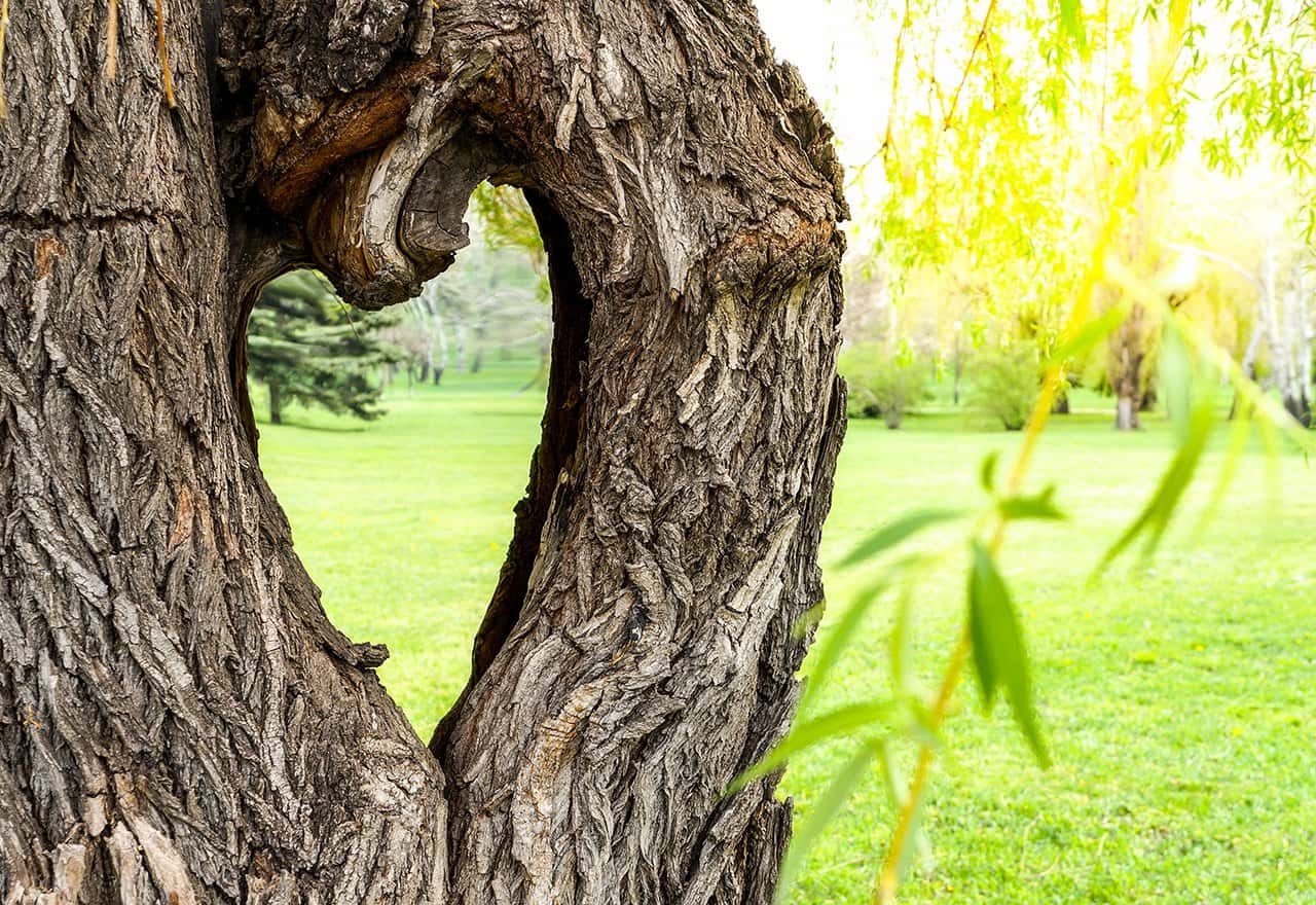 up close tree in the shape of a heart with a healthy green lawn in the back round