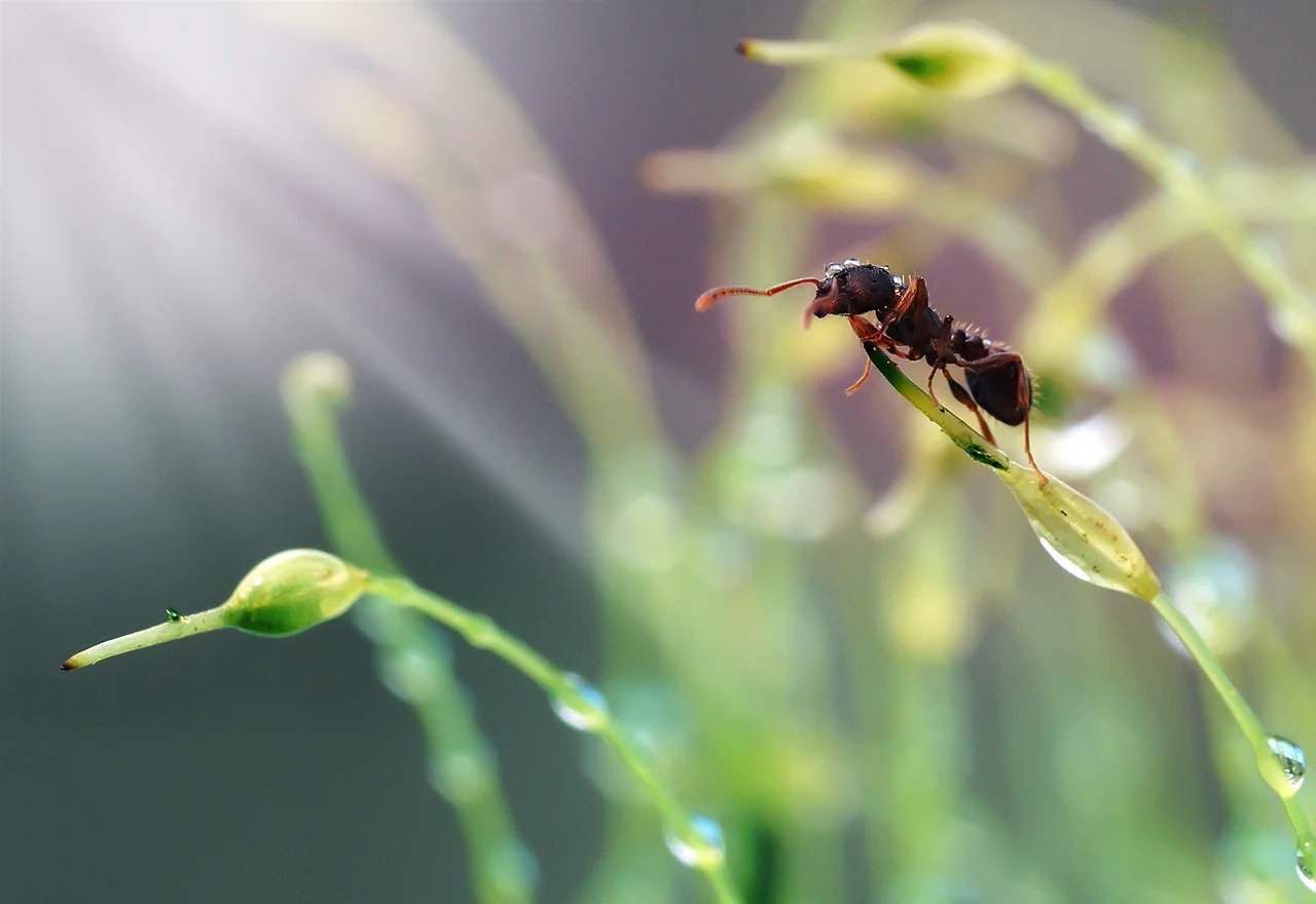 up close of a lawn pest on a blade of grass